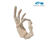 Cosmetic Prostheses - Image 3